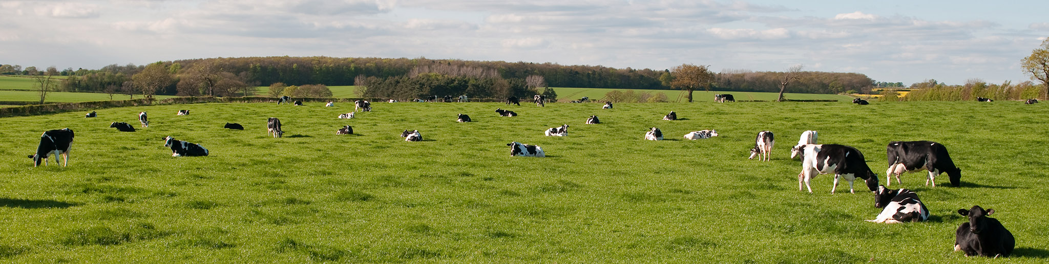 Saltby Dairy Sale